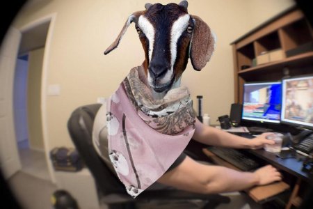 Dargmed_goatnaps